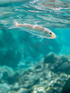 海白摄影照片_水下的白鲻鱼