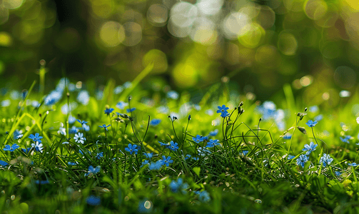 草丛中的小蓝花