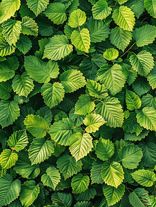 密集树叶摄影照片_夏季绿色菩提树森林顶部的纯色树叶图案背景