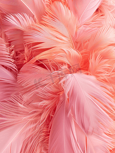 时尚背景的粉色羽毛墙