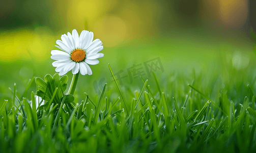 一片草地上一朵白色雏菊的特写