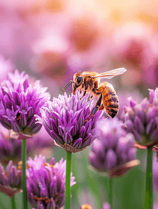 紫色花朵背景摄影照片_蜜蜂在紫色韭菜花夏季自然背景上采集花蜜