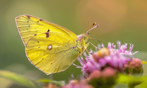 一只小蝴蝶栖息在花坛上翅膀受伤