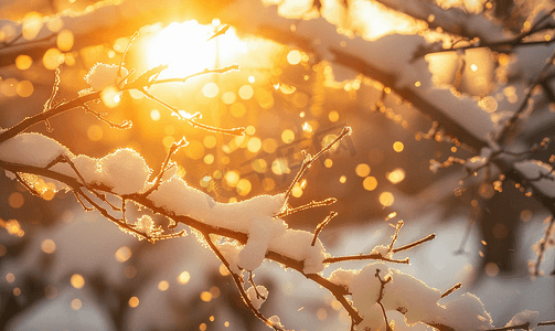 十二月花卉摄影照片_阳光穿过积雪覆盖的树枝背景