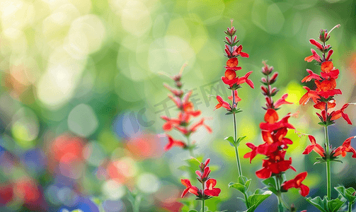 猩红鼠尾草一串红盛开在花园床上
