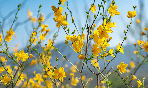 浅色花卉摄影照片_黄色苏格兰扫帚灌木开花