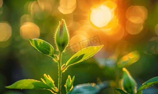 森林日落灯光下植物上阿纳加利斯芽的照片