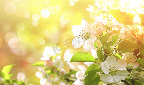 阳光下的白花苹果树春季春天的色彩