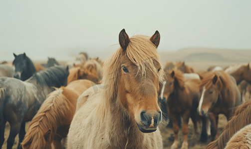 九月畜栏上的冰岛马群