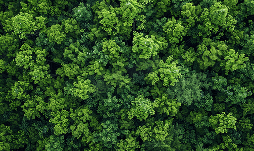 密集树叶摄影照片_夏季绿色白蜡树森林顶部纯色树叶图案背景