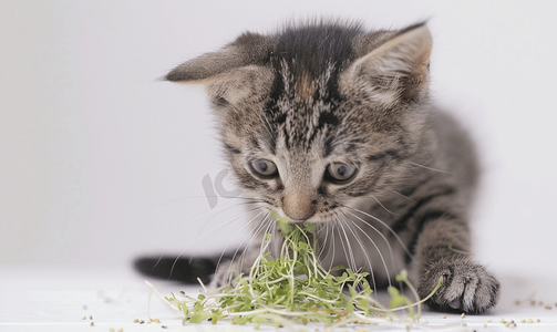 灰色家养虎斑猫吃绿色燕麦芽白色背景上特写