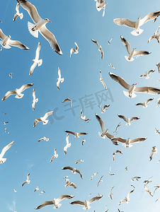 海鸥在天空中飞翔海鸥在天空中飞翔作为背景