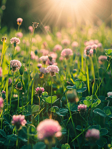 草地上的三叶草田绿色和粉红色的花草甸大自然中的植物
