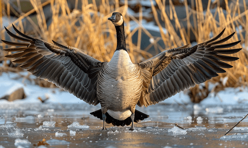 筑梦前行摄影照片_冬天加拿大鹅在冰冷的池塘上展翅前行