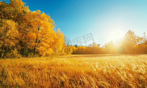 阳光明媚的秋季草地和边缘的黄色森林