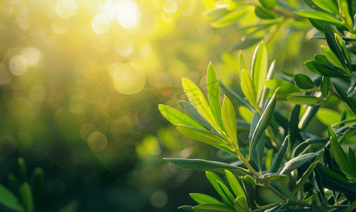 阳光下橄榄树叶子的特写照片