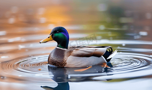 可爱端午粽子摄影照片_野鸭在湖里游泳