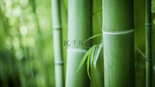 绿色简约清新竹子竹林风景树叶的背景