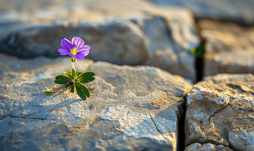 花朵石头摄影照片_石缝光影中的花朵生长
