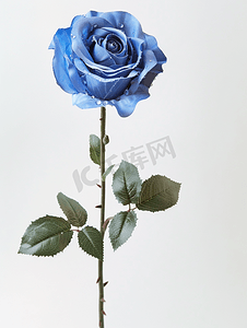 蓝浪漫摄影照片_蓝玫瑰与水滴
