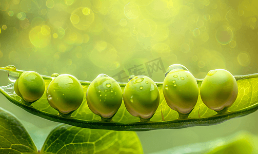 植物豌豆摄影照片_豆荚中美味豌豆的精美特写微距照片