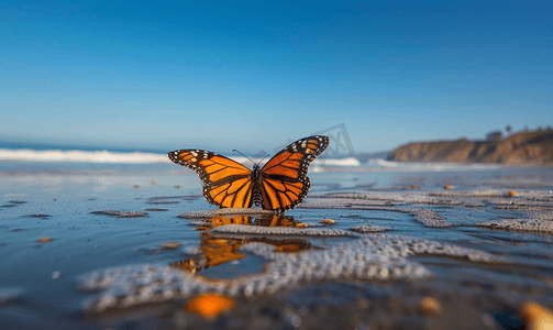 多彩活力摄影照片_圣巴巴拉蝴蝶海滩