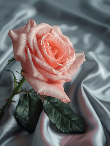 纹理玫瑰摄影照片_新鲜的粉红色玫瑰花灰色缎子上有水滴背景复制空间