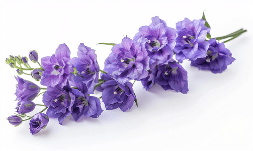 紫色的飞燕草花
