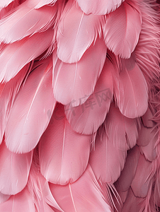 邀请好友字摄影照片_时尚背景的粉色羽毛墙