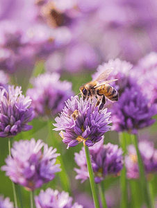 蜜蜂在紫色韭菜花夏季自然背景上采集花蜜