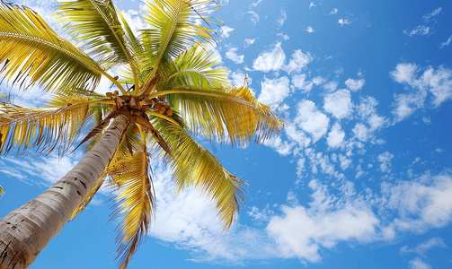 蓝天绿叶摄影照片_墨西哥热带天然棕榈树椰子蓝天