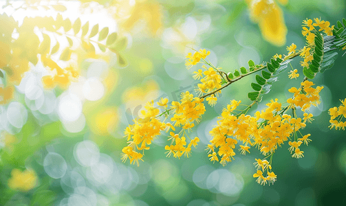 春天金合欢树的黄色花朵特写