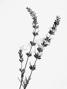 薰衣草花孤立在白色黑色和白色