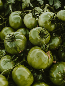 绿色家园漫画摄影照片_有机宅基地花园自产蔬菜食品背景收获的绿色西红柿