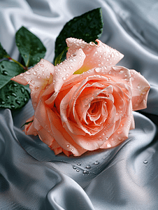 新鲜的粉红色玫瑰花灰色缎子上有水滴背景复制空间