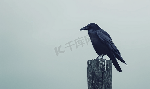 乌鸦坐在木柱上