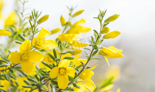 黄色苏格兰扫帚灌木开花