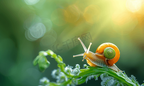 可爱的植物摄影照片_绿色植物上可爱的蜗牛宏观柔焦
