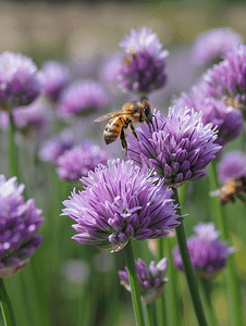 蜜蜂在紫色韭菜花夏季自然背景上采集花蜜