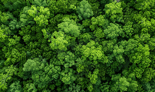 夏季绿色白蜡树森林顶部纯色树叶图案背景