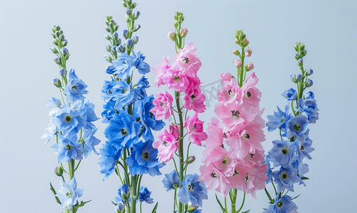 灌木枝叶摄影照片_蓝色和粉红色的飞燕草花