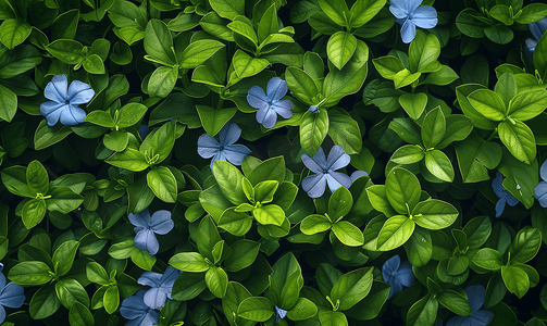 小长春花常见长春花香桃木地被植物开蓝色花