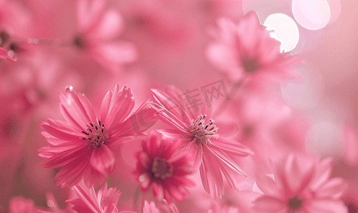 粉红色的花朵粉红色的背景
