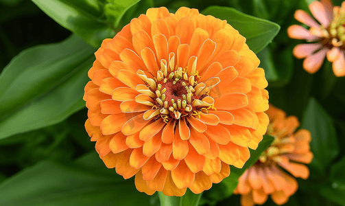 花园顶视图中的橙花特写单百日草花