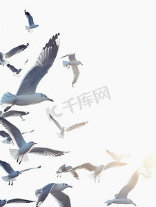 鸟儿飞翔动图摄影照片_海鸥在天空中飞翔海鸥在天空中飞翔作为背景