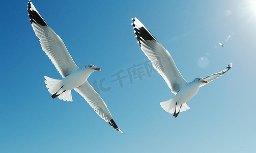 飞行比赛摄影照片_一对海鸥在蓝天中飞翔