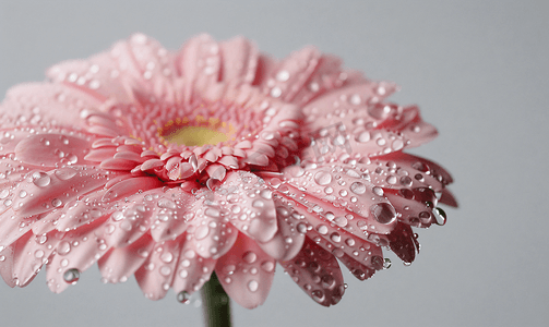 粉红色非洲菊花与滴关闭背景