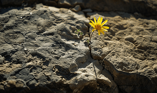石缝光影中的花朵生长
