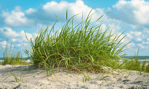 海角涨潮时的一片海滩草
