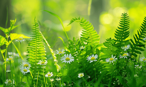 草和花摄影照片_草和西洋蓍草花中亮绿色的蕨叶